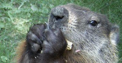 happy groundhog day